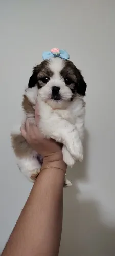 Shihtzu fêmea