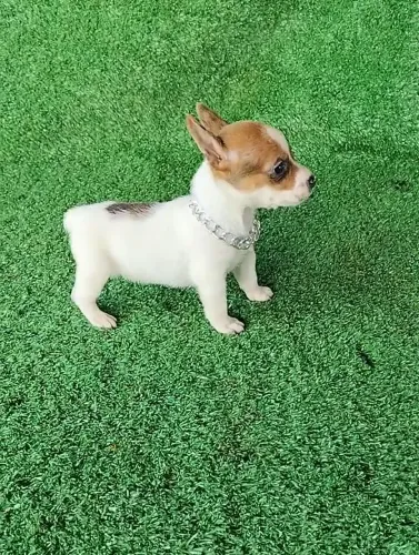 Pinscher pampinha lido lindo 