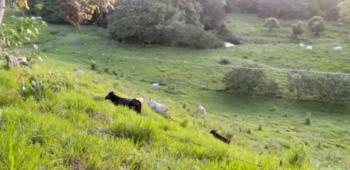 Fazenda 56ha em Ubaitaba BA com rio e área produtiva