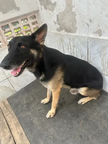 Procura-se namorada para Pastor Alemão Macho Capa Preta