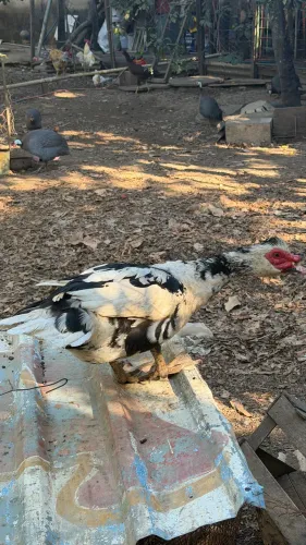 Pato Puro