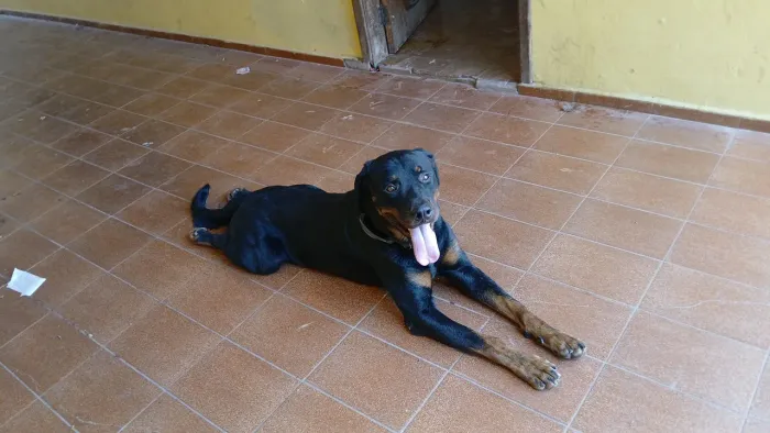 Cão de guarda