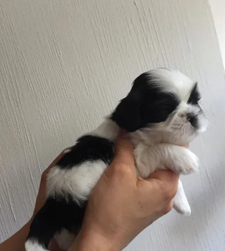 Shitzu Fêmea pandinha 
