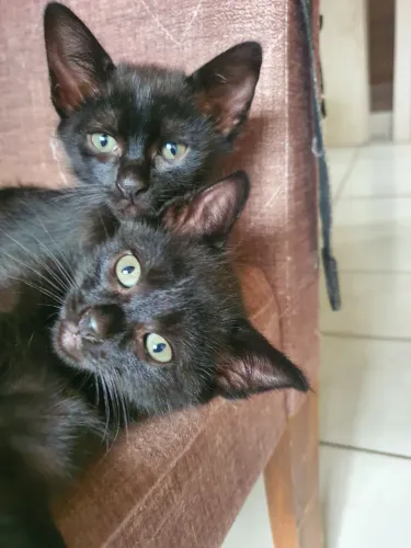 Filhotes de gato