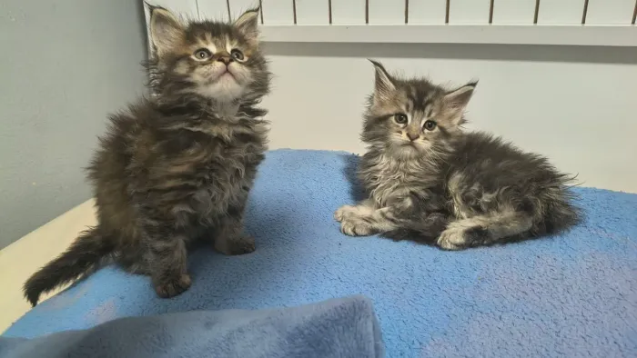 Filhote de Maine Coon 01 Macho e 01 Fêmea
