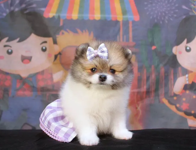 Filhote spitz alemão, O filhotinho perfeito para você está aqui!
