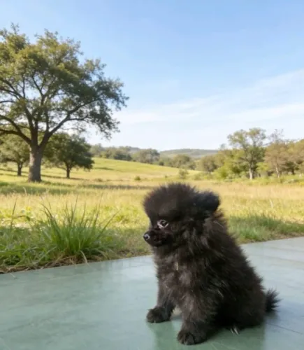 Filhote de Lulu da Pomerânia Macho