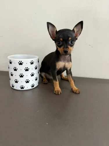 Pinscher Zero