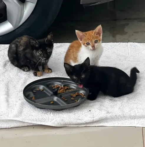 Doação: Gatos Filhotes Lindos