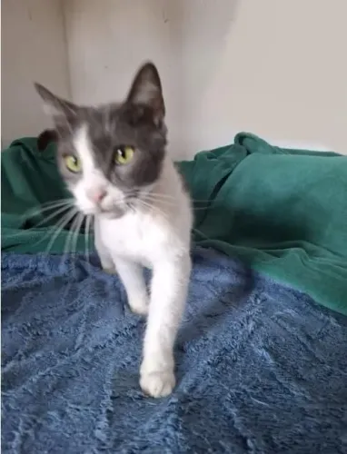 ADOTE lindo gato cinza Gray whit