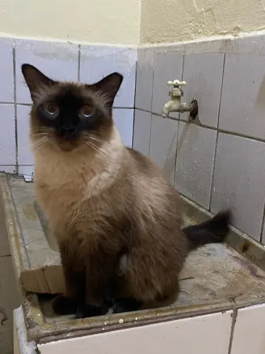Adote um Gato