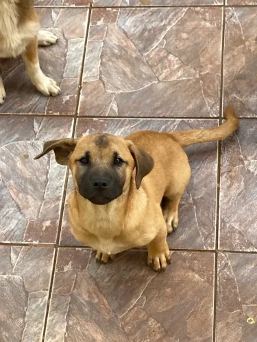 Doação filhote macho