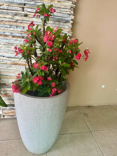 Planta coroa de Cristo em vaso grande