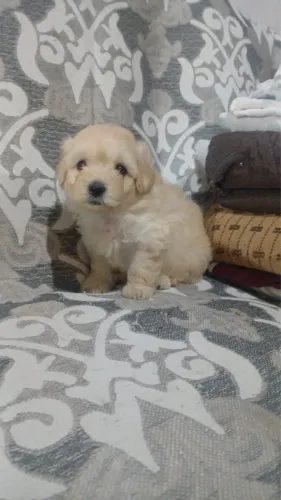 Filhote macho poodle
