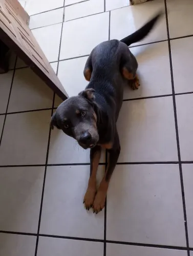 Estou doando um cachorro, motivo estou indo embora ele tem 2 anos porte grande, macho.