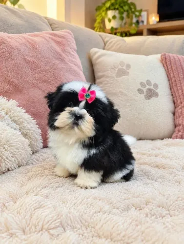 Shih tzu fêmea "mini"
