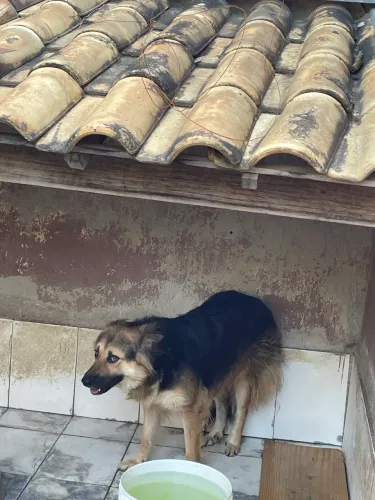 Doa-se cachorra