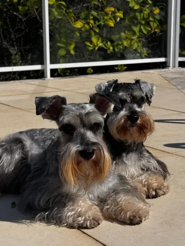 Schnauzer macho disponível para cruzamento - 2 reprodutores