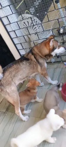 Vendo filhotes de Aki inu