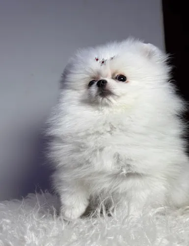 Lulu da pomerania anao fêmea miudinha top
