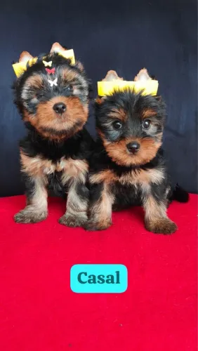 YORKSHIRE TERRIER PARA COMPANHIA