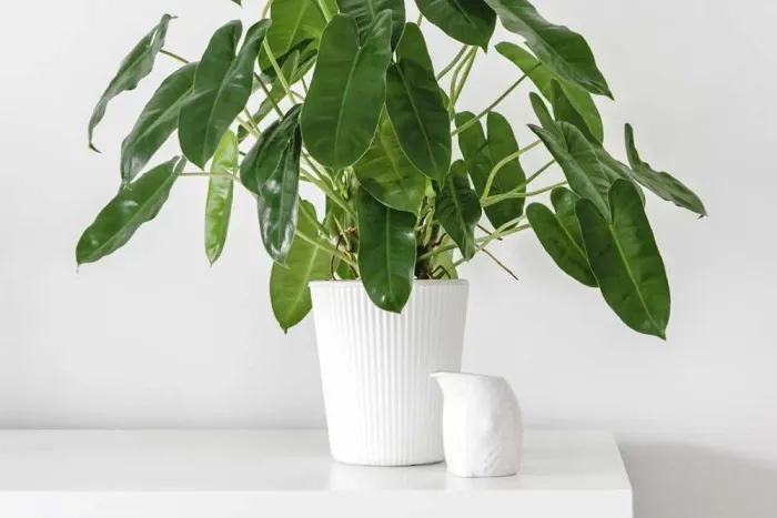 Planta  philodendron imbé de vaso linda e rústica 