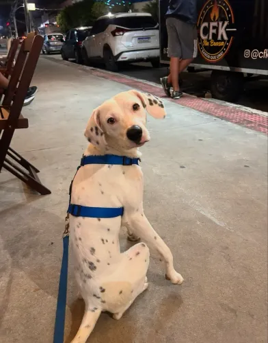 Doação de cachorro 