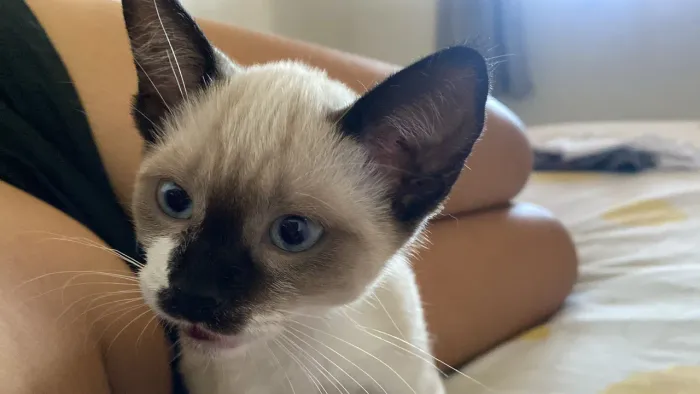Doação Gatinha