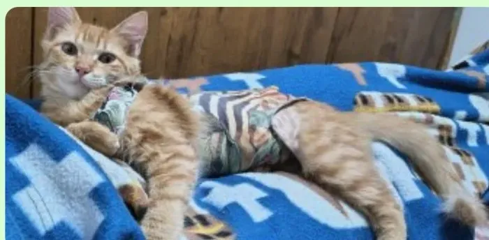 Doação de gato e ga ambos castrados tem 7 meses