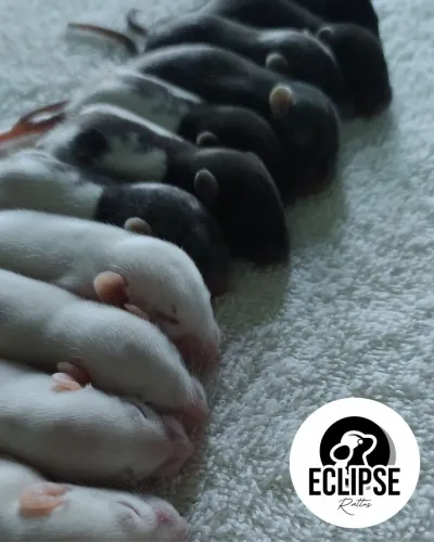Ratos Twister para Reserva
