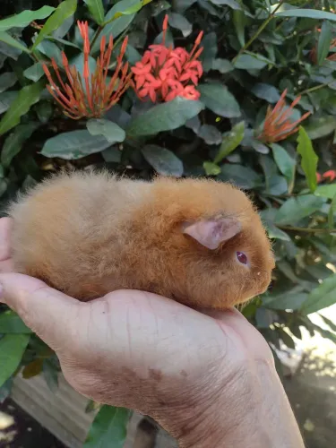 Filhote da raça Rex porquinho da índia