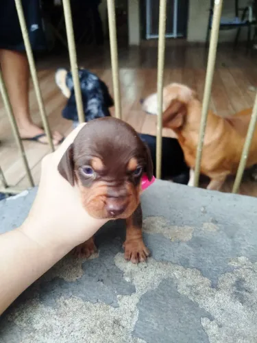 Vendo filhote de salchica marron