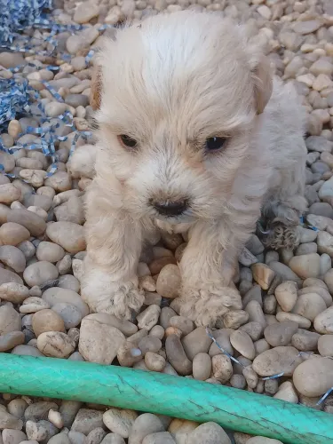Cachorros 