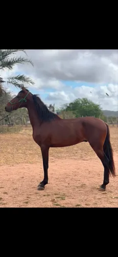 Cavalo mangalarga com RG