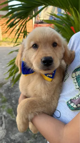 Golden retriever