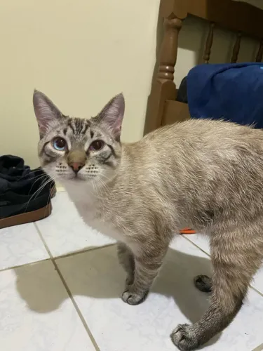 Doa-se gato siamês