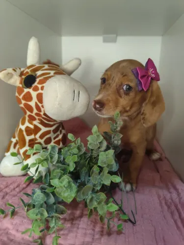 Basset Dachshund Salsicha Teckel Cofap