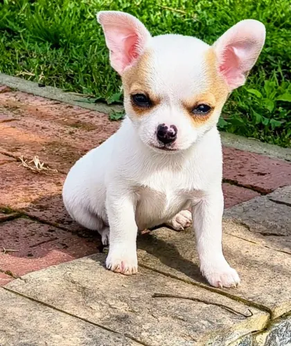 Chihuahua MACHINHO