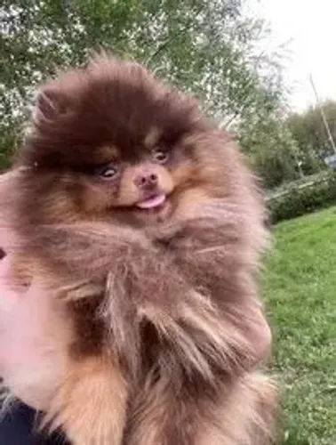 Spitz alemao uma fofura