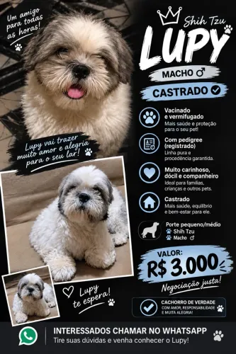 Vende se cachorro shitszu 