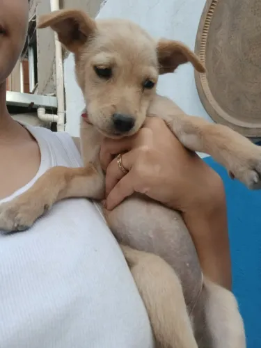 Filhotes pra Doação