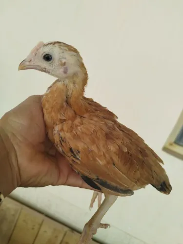 Pintinhos