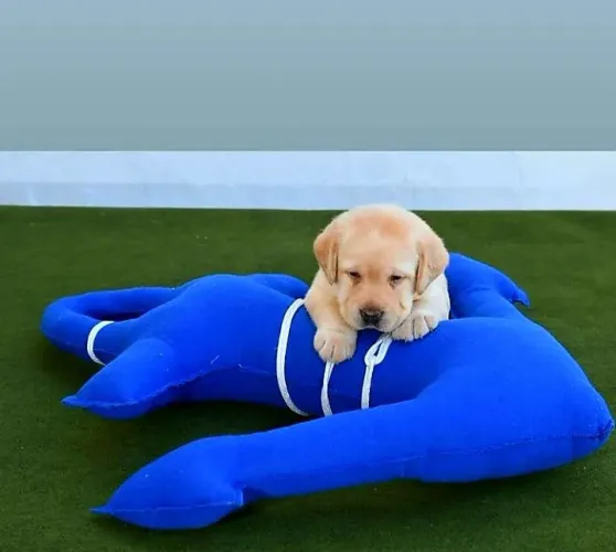 Labrador retriever lindos filhotes