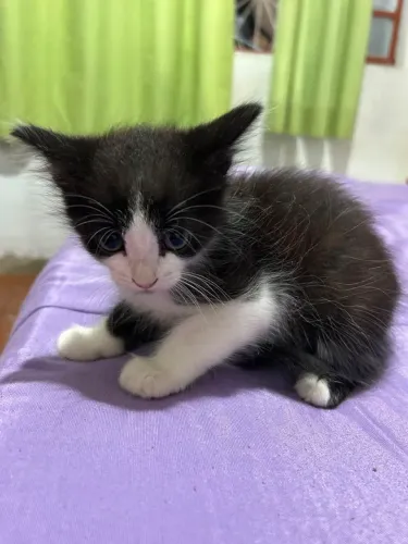 Doação de gatinhos super dóceis 