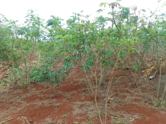 Vendas de ramas de mandioca