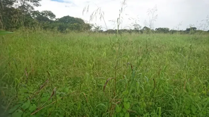 Chácara de 20.000m², terra de plantio com córrego nos fundos.