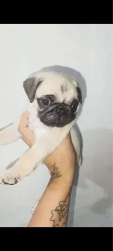 Filhote de Pug abricot selecione seu filhote macho