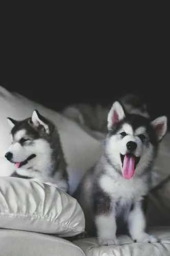 Filhotes de Husky Siberiano disponível fofuxos em 004 patas de amor