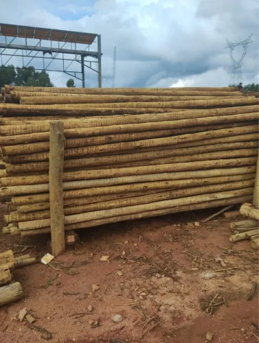 Eucalipto tratado roliço 08 a 10 com 5mts