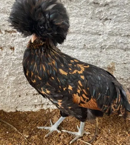 Ovos Férteis de Polonesa